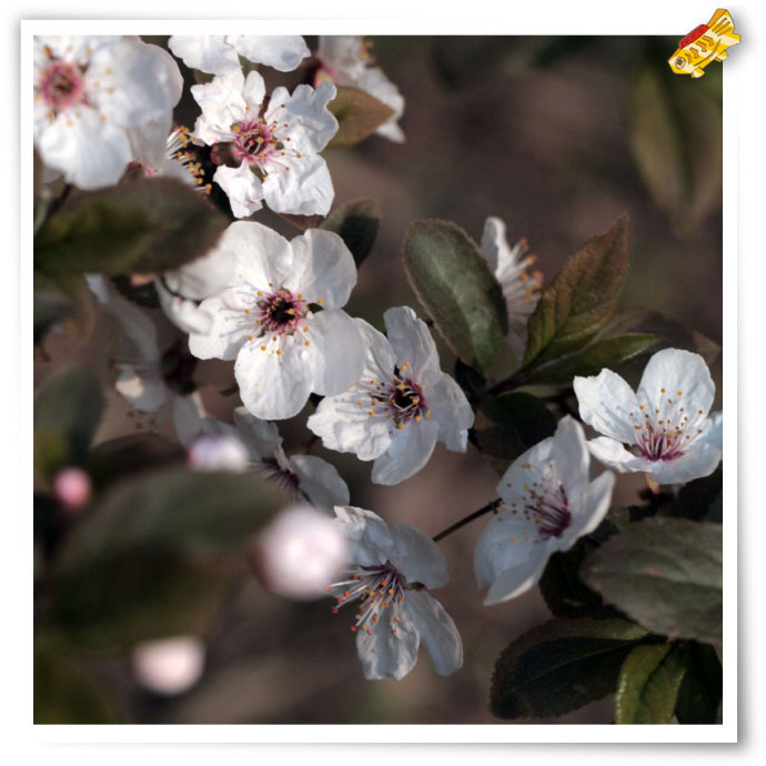 3月26日楼下的紫叶李开始开花,2天就进入盛花期.