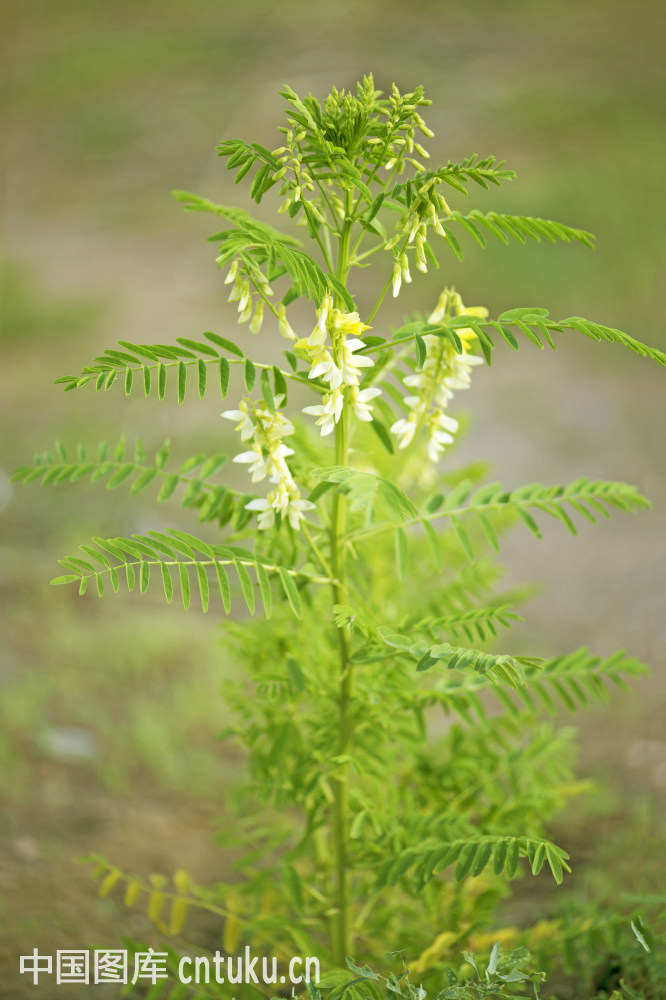 黄芪植物图片