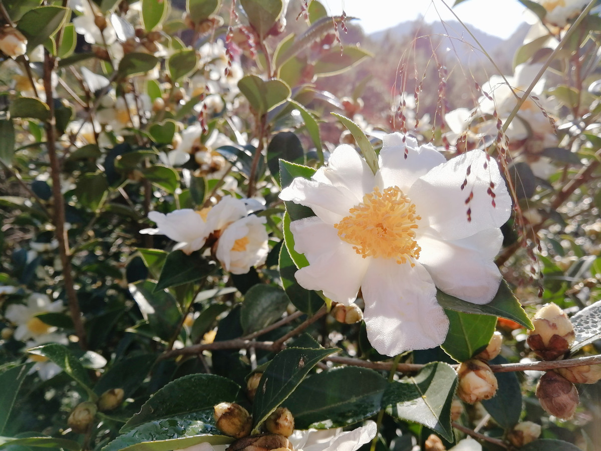 实拍白山茶花盛开图片大全