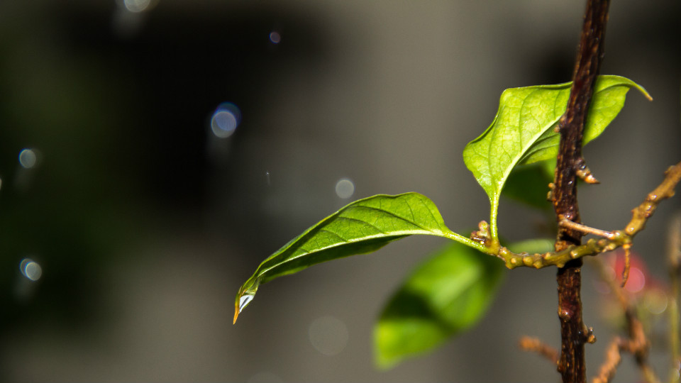 雨天植物图片