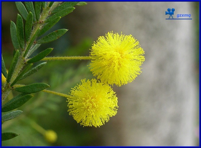 farnesiana 别名:牛角花,消息花,刺毬花,鸭皂树 科属:豆科金合欢属