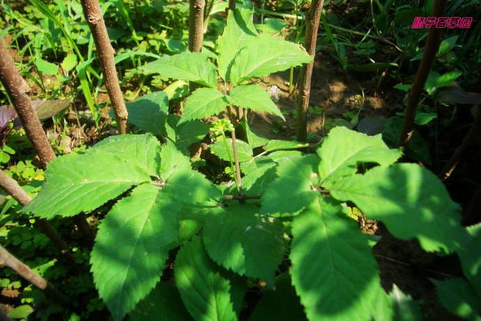 西洋参植物实物原图