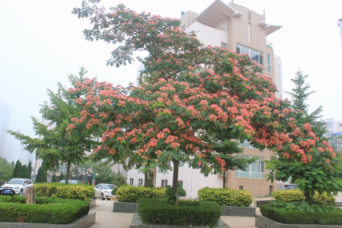 大连行(135)——芙蓉树