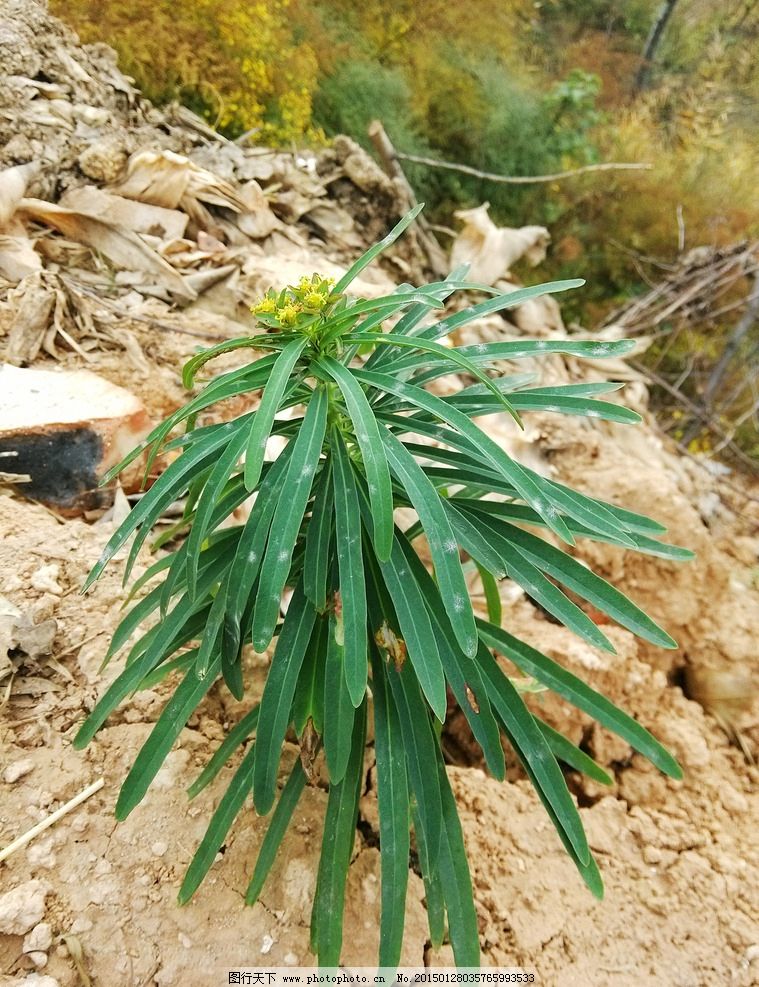 红毛药材植物图片