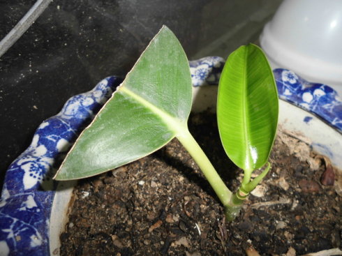 我家的君子兰种子的育种过程和橡皮树的扦插繁殖成活过程