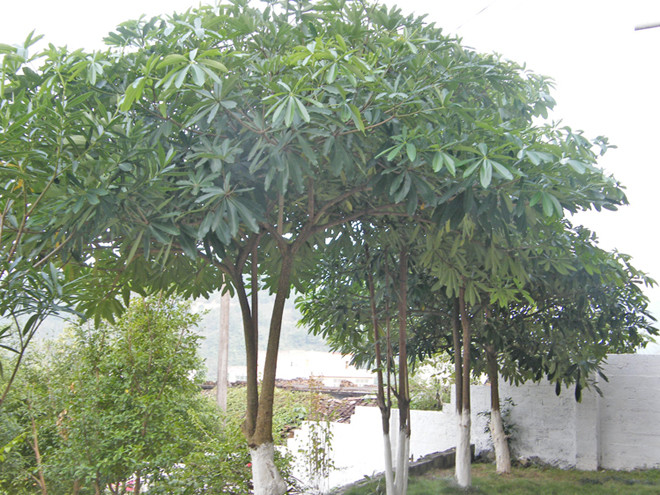 舍夫勒氏木属(schefflera)植物如纽西兰七指树(s. digitata)可高7.