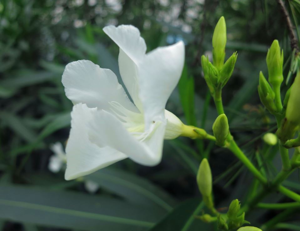 开白花的植物图片