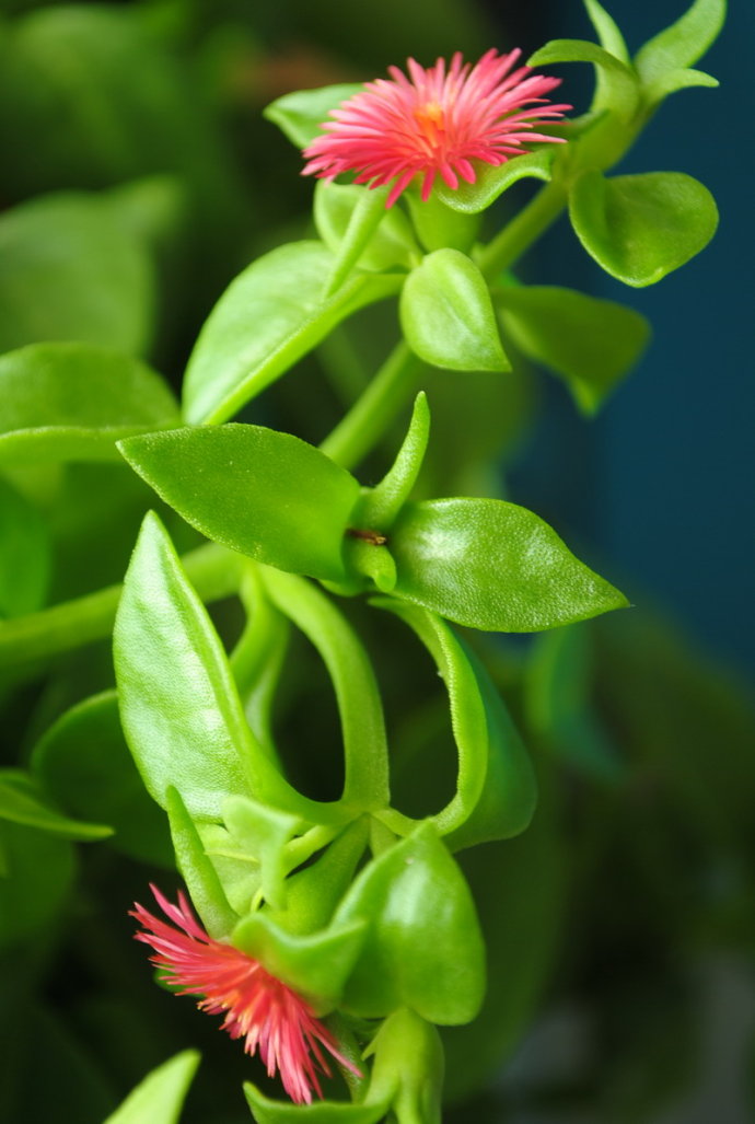 牡丹吊兰开花了