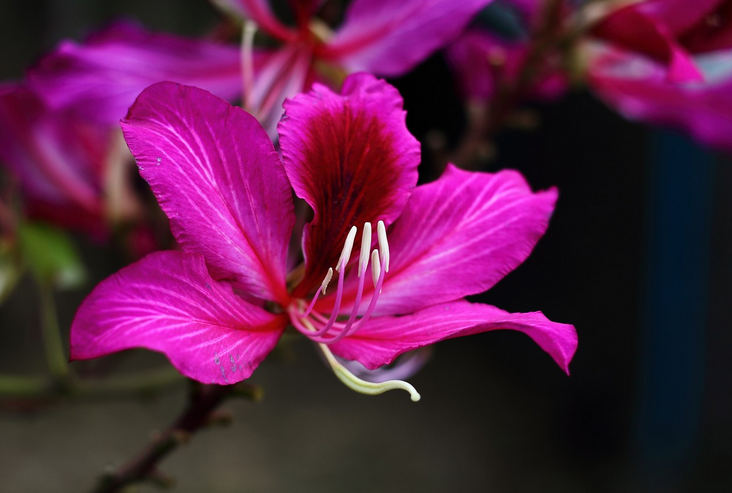 香港区花,紫荆花