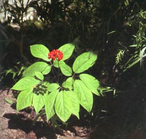 西洋参植物全株图片