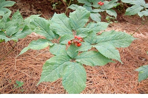 西洋参植物全株图片