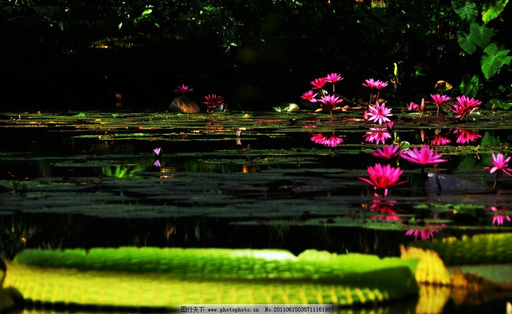 莲花 莲花王 花叶 花瓣 花苞 花蕊 莲叶 高贵 纯洁 高雅 清净 超然 出