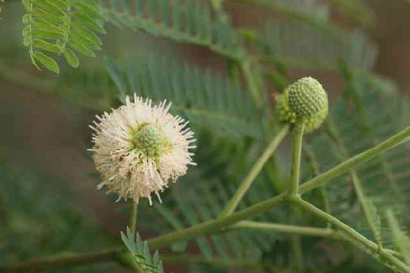 首页 花木图库 种子小苗 03 银合欢