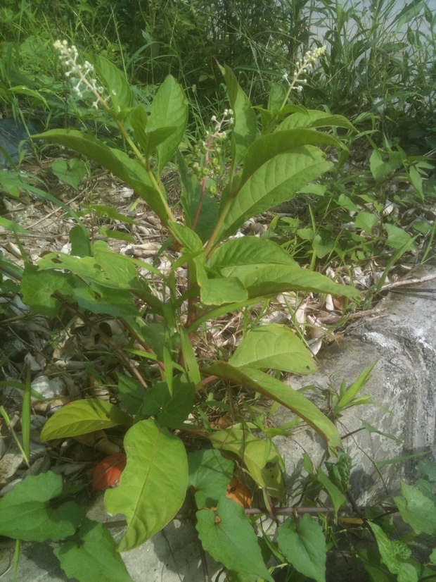 西藏红参植物图片