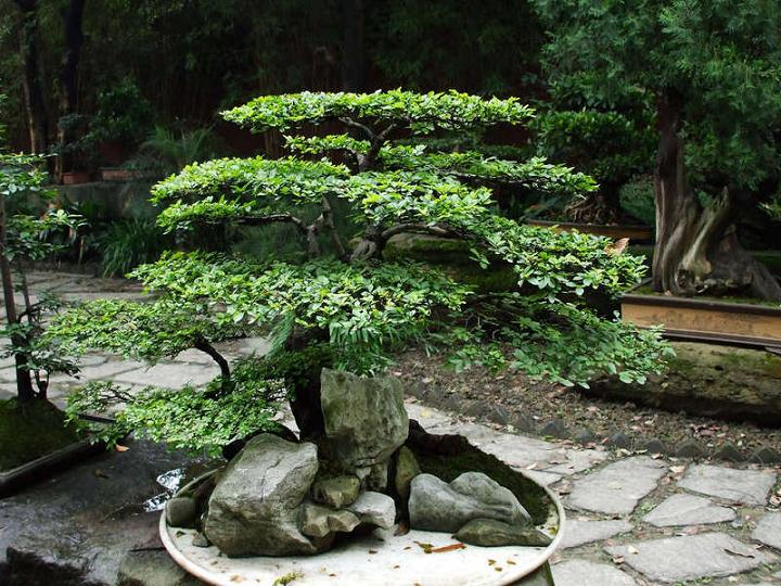 下面和天堂鸟花卉植物商城一起欣赏摇钱树图片,了解下摇钱树: 摇钱树