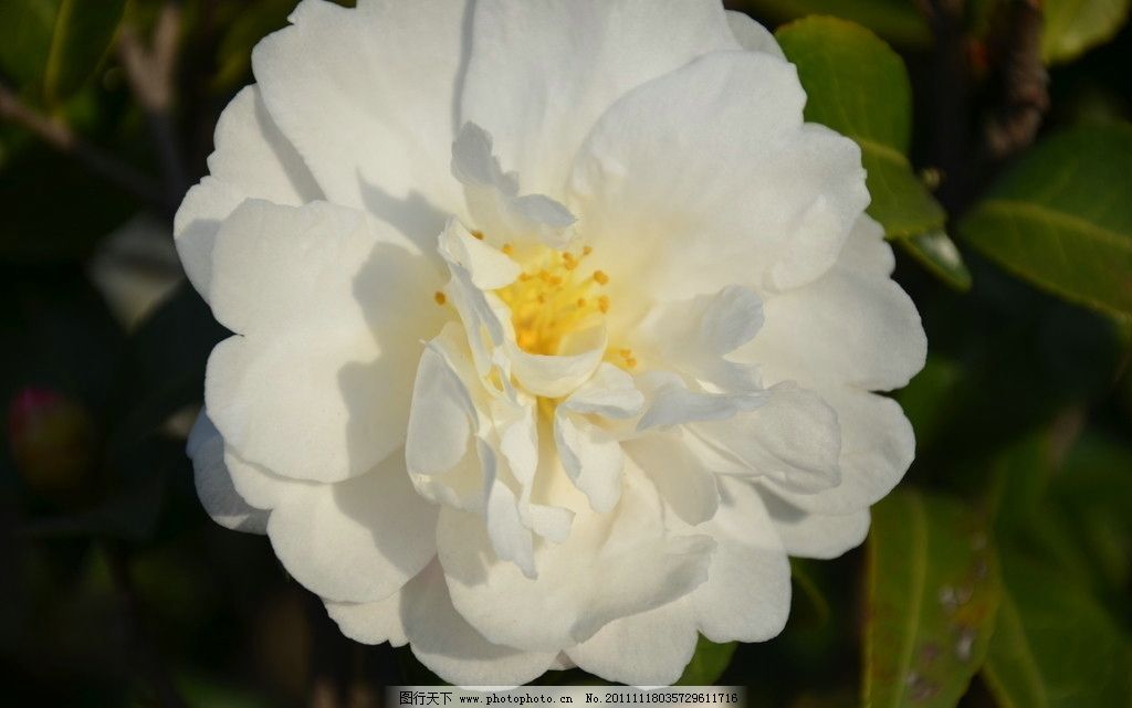 山茶花 花卉 山茶 耐冬 花生枝顶 重瓣 白色 一朵 花卉系列 花草 生物