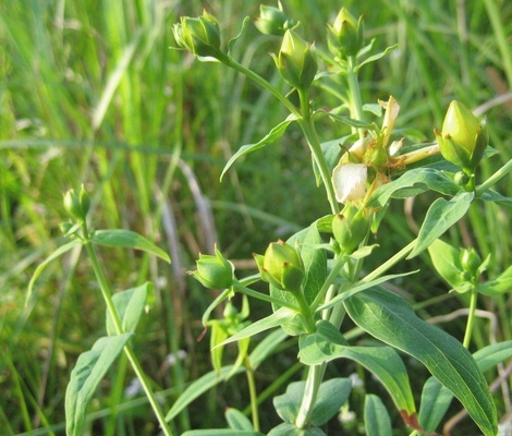 红竹壳菜,细竹田,鸡舌草 【来源】 药材基源:为鸭跖草科植物裸花水竹