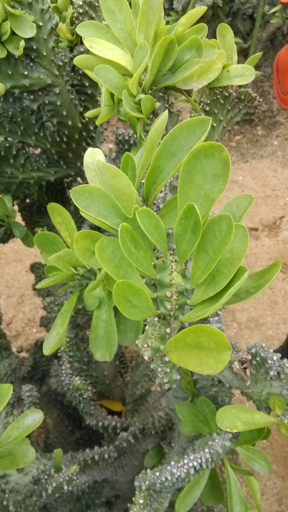 有刺的中药植物图片