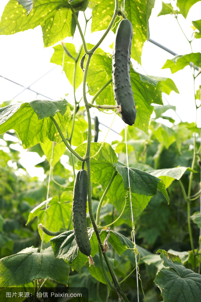 黄瓜植物图片