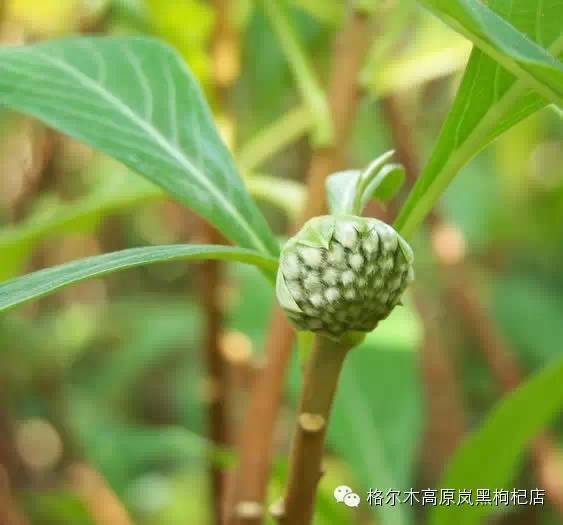 绿萝花,藏药,学名结香,灌木,春季开花,花香浓郁.