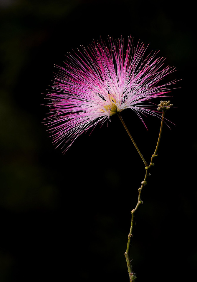 榕树或绒花