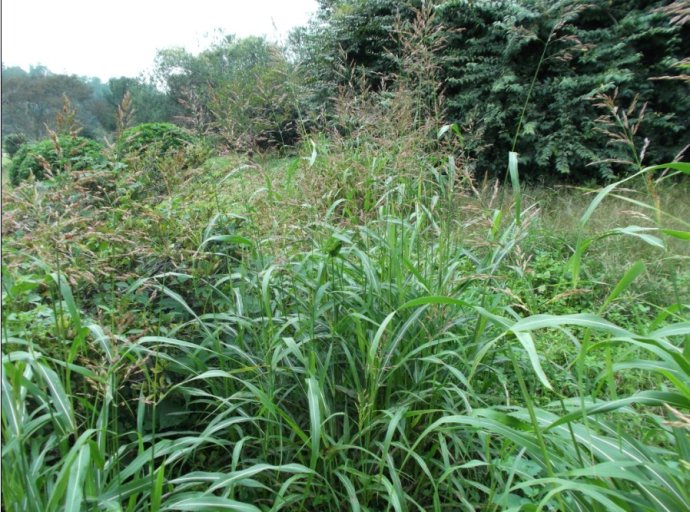 螺丝菜植物图片