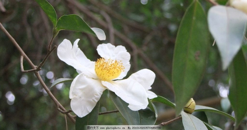 山茶花 茶花 白茶花 鲜花 山茶树 茶树 白花 花草 生物世界 摄影 72