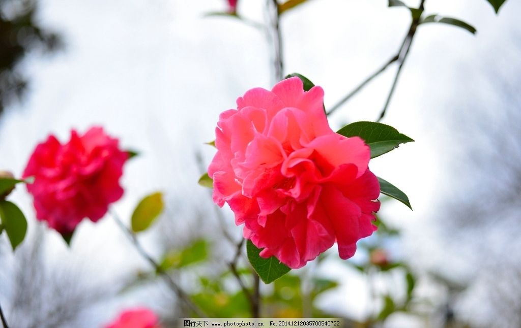 山茶花 鲜花 花卉 花朵 茶花 曼佗罗树 薮春 山椿 耐冬 山茶 晚山茶