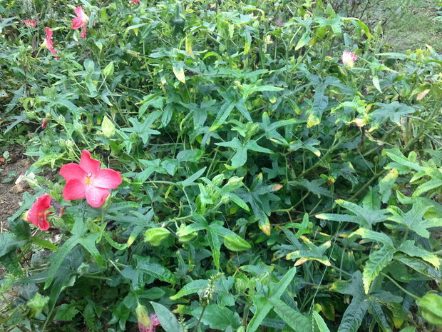 西洋参植物全株图片