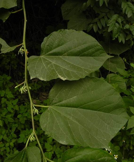 白龙须草药植物图片