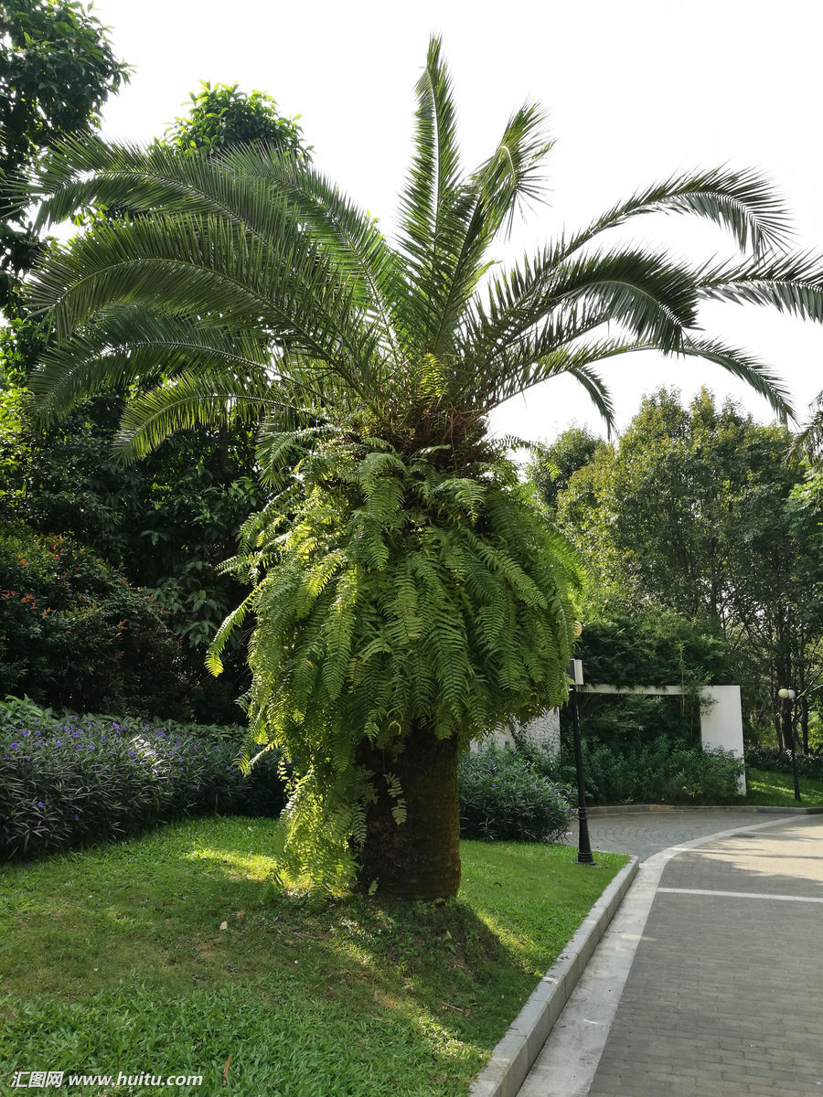 棕树,植物,树木,热带,油棕树,植物园,园林园艺,旅游景点,宁静幽静