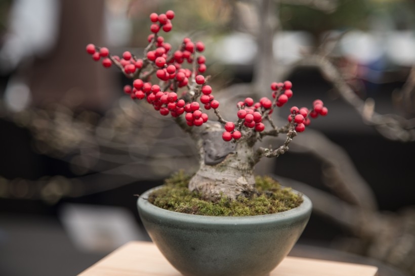 室内小盆景植物高清图片