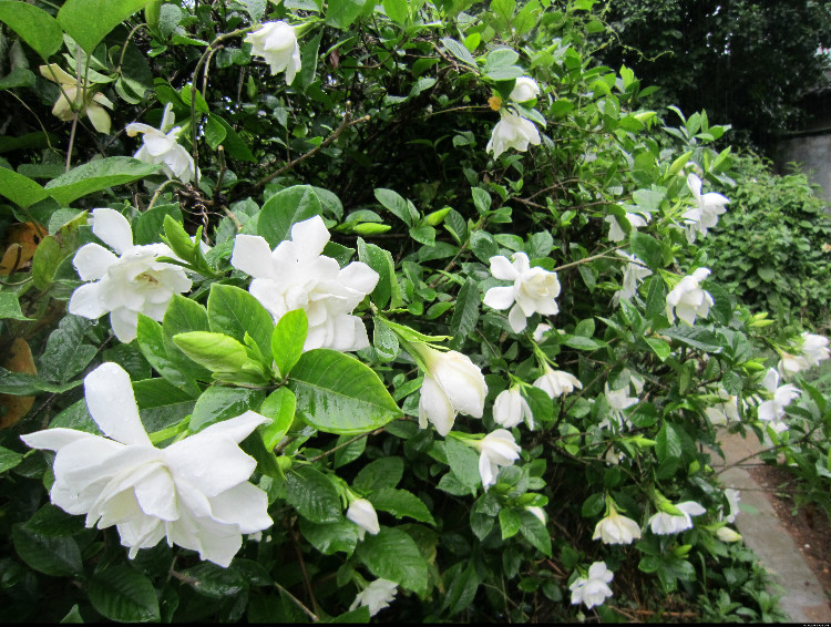 忽来一树簪白玉,栀子花开软香盈.