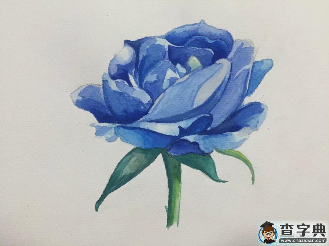 蓝色妖姬图片,初学水彩花卉临摹图