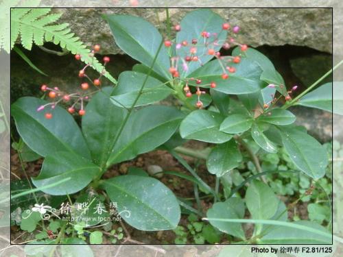 野生红参植物图片