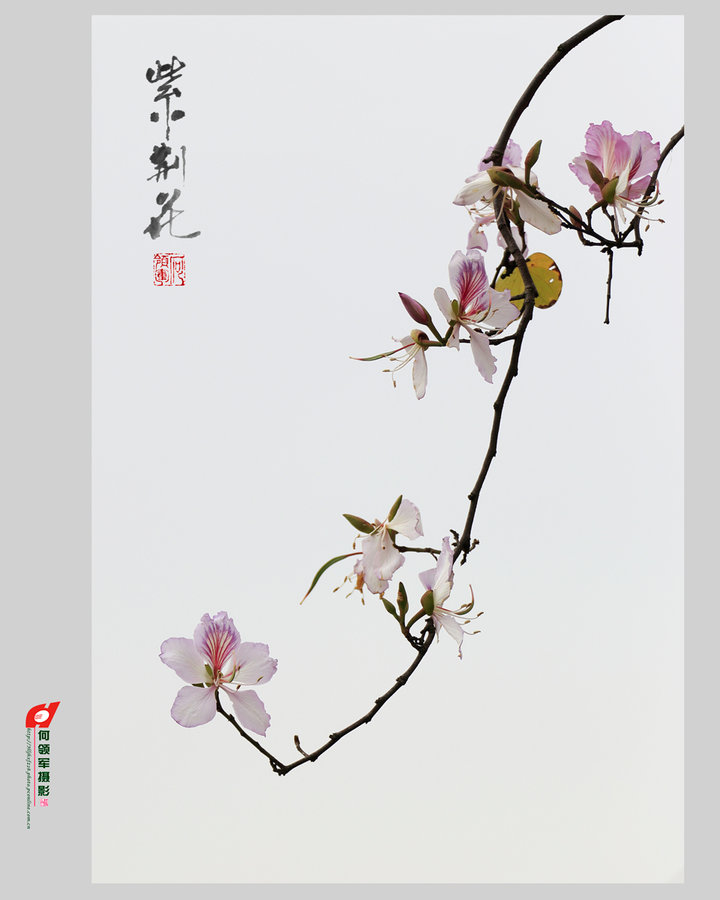 《紫荆花》