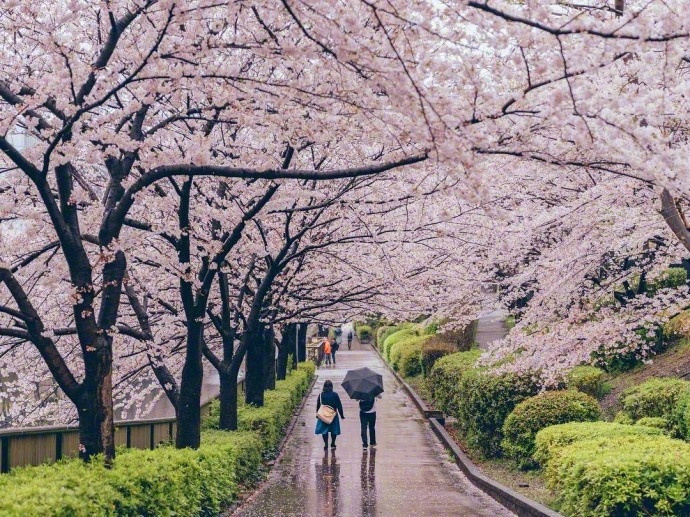 最新的樱花图片大全大图唯美 想和喜欢的人一起看樱花