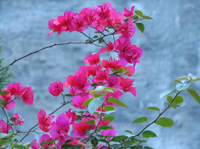 叶子花(三角梅)图片