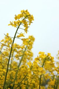 金灿灿的油菜花近距离拍摄图片