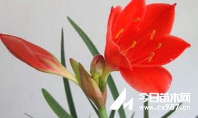 红水仙花语