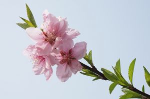 朴素淡雅的桃花图片