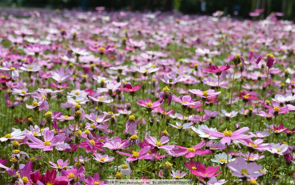 格桑 植物 花卉 花海 红色 摄影 生物世界 花草 300dpi jpg