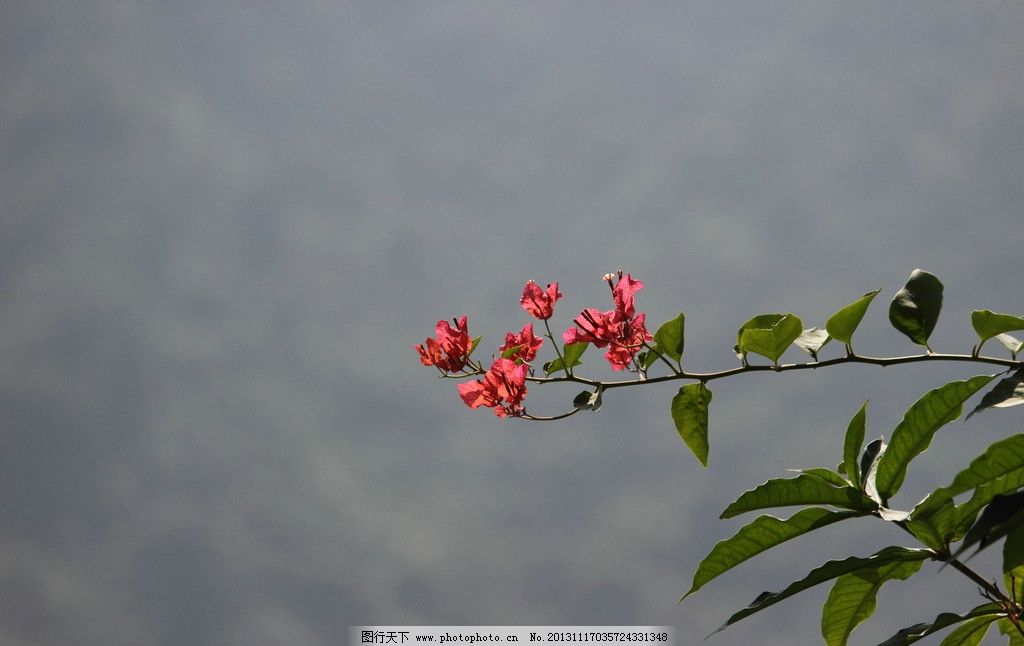 一枝三角梅 鲜花 红花 阳光 三角梅 一枝梅 花草 生物世界 摄影 350