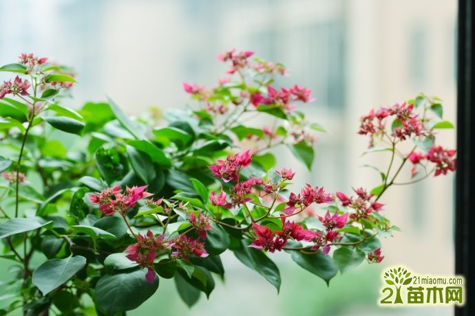 圆绿叶,开重瓣花,叶状花苞红紫色,艳丽.