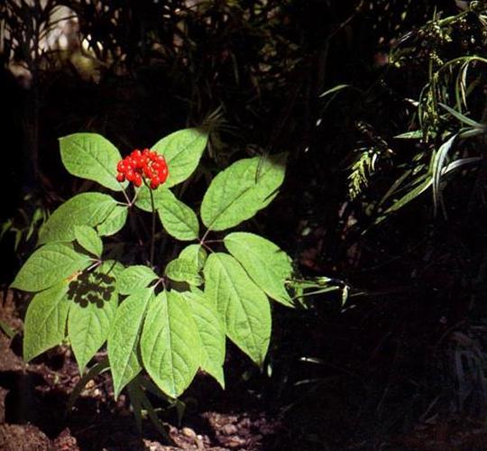 家养花卉木本植物图片