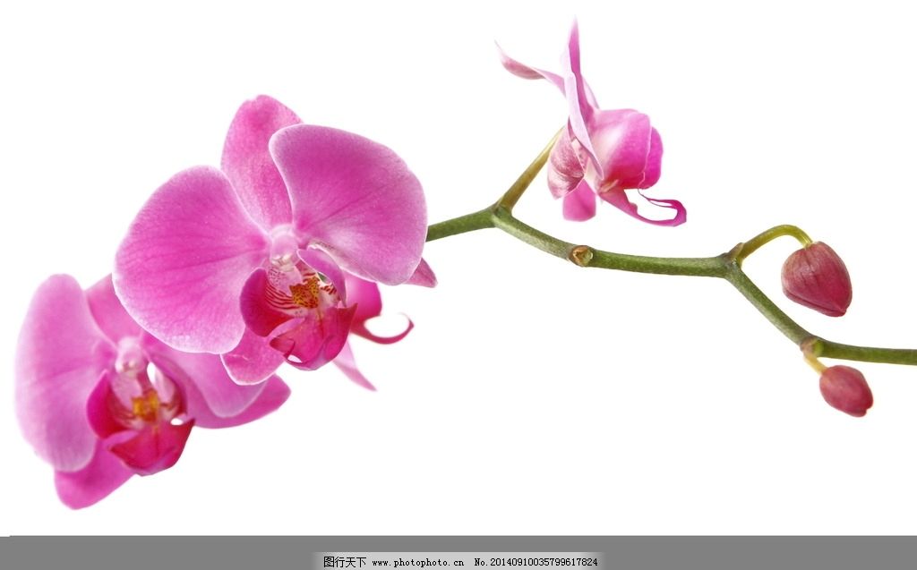 蝴蝶兰 蝴蝶兰花 紫红蝴蝶兰 花卉 野生蝴蝶兰 蝴蝶兰素材 蝴蝶兰特写