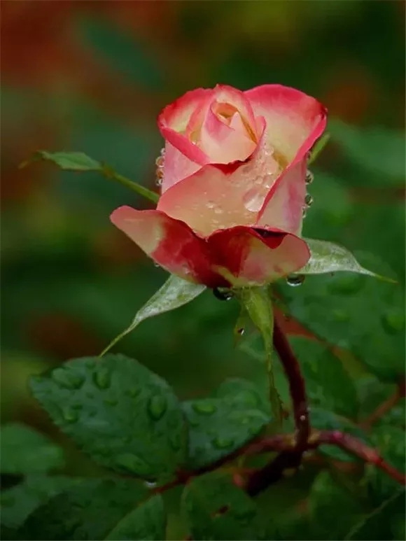 露水沾花红色月季花图片大全