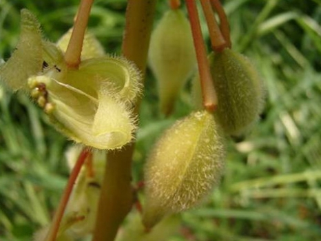 凤仙花的种子:图片|种植方法|价格