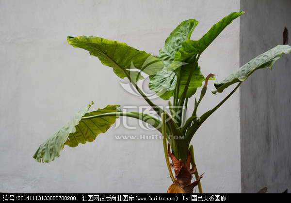 低水观音植物图片