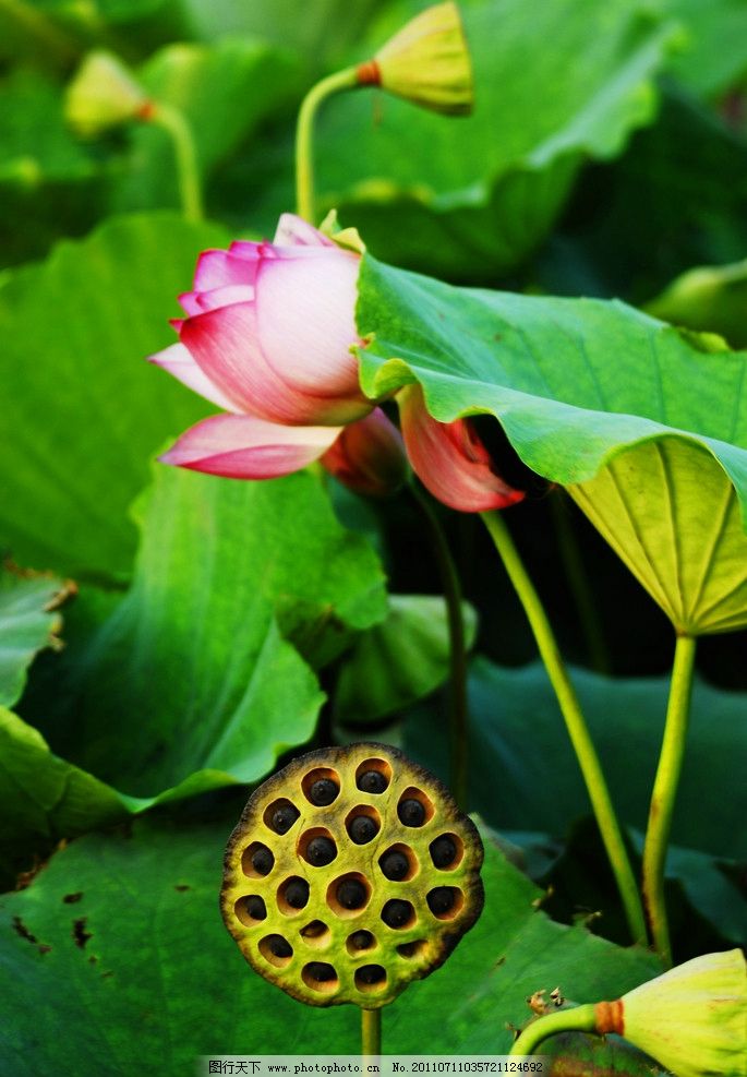 荷花莲藕图片